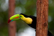 Keel billed toucan (Ramphastos sulfuratus) near Boca Tapada, Costa Rica. January