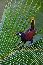 Montezuma oropendola (Psarocolius montezuma), Laguna del Lagortos, Costa Rica. January