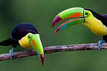 Keel billed toucans (Ramphastos sulfuratus) near Boca Tapada, Costa Rica. January