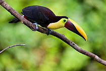 Chestnut Mandibled toucan (Ramphastos ambiguus swainsonii) Nnar Boca Tapada, Costa Rica. Januar