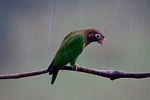 Brown hooded parrot (Pyrilia haematotis) Laguna del Lagortos, Costa Rica. January