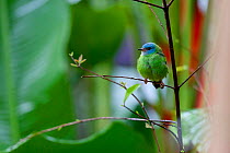 Blue dacnis (Dacnis cayana) female, near Boca Tapada, Costa Rica. January