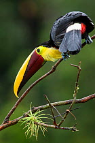 Chestnut mandibled toucan (Ramphastos ambiguus swainsonii) near Boca Tapada, Costa Rica. January 2011