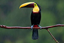 Chestnut mandibled toucan (Ramphastos ambiguus swainsonii) near Boca Tapada, Costa Rica. January 2011.