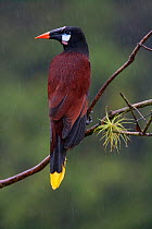 Montezuma oropendola (Psarocolius montezuma), Laguna del Lagortos, Costa Rica. January 2011.