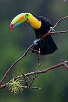 Keel billed toucan (Ramphastos sulfuratus) near Boca Tapada, Costa Rica. January 2011.