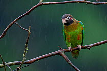Brown hooded parrot (Pyrilia haematotis) Laguna del Lagortos, Costa Rica. January 2011.