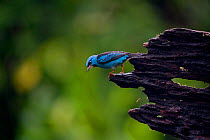 Blue dacnis (Dacnis cayana) male, near Boca Tapada, Costa Rica. January 2011.