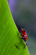 Strawberry poison arrow frog (Dendrobates pumlilo) at Laguno de Lagartos, Boca Tapada, Costa Rica