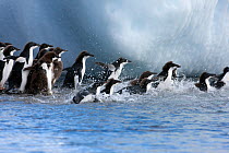 Adelie penguins (Pygoscelis adeliae) young individuals go to sea at Brown Bluff, Antarctic Peninsula. January