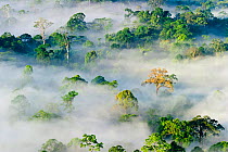 Mist and low cloud hanging over lowland Dipterocarp Rainforest, just after sunrise, Danum Valley, Sabah, Borneo, May 2011.
