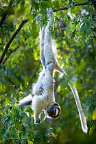 RF- Verreaux's sifaka lemur (Propithecus verreauxi) hanging from  branch while feeding in canopy. Berenty Private Reserve, southern Madagascar. Endangered species. (This image may be licensed either a...