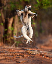 Verreaux's sifaka lemur (Propithecus verreauxi)  dancing or skipping across open ground, Gallery Forest, Berenty Reserve, southern Madagascar.