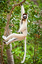Verreaux's sifaka lemur (Propithecus verreauxi) hanging in relaxed posture from a branch in the canopy, Berenty Private Reserve, southern Madagascar.