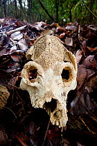 Skull of giant extinct sloth lemur (Palaeopropithecus kelyus). Recovered from underground coastal cave systems near Anjajavy. Photographed on leaf-litter in dry deciduous forest near Anjavavy, north w...