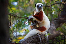 Coquerel's sifaka lemur (Propithecus verreauxi coquereli) adult resting in forest canopy, Anjajavy dry deciduous forest, north west Madagascar.