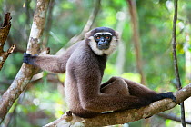 Agile Gibbon (Hylobates agilis) resting in forest canopy, Tanjung Puting National Park, Kalimantan, Borneo.