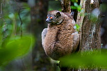 Small-toothed sportive lemur (Lepilemur microdon) resting outside tree hole, Vohiparara, Ranomafana National Park, Madagascar.