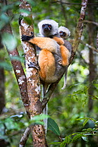 Diademed sifaka (Propithecus diadema) female clinging to branch carrying 5-6 month infant, Mid-altitude montane rainforest, Andasibe-Mantadia National Park, eastern Madagascar.
