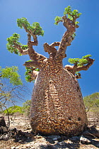 Endemic baobab tree (Adansonia sp) with pattern on bark caused by peculiar fungal growth. Andavadoka, west Madagascar.