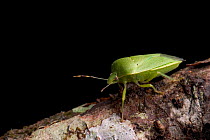 Southern green stink bug (Nezara viridula) Western Ghats, Southern India