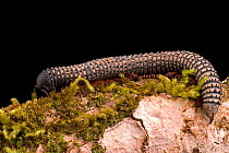 Millipede (Diplopoda) Western Ghats, Southern India