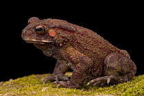 Black spined toad (Bufo melanostictus) Western Ghats, Southern India