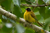 Black-crested bulbul (Pycnonotus melanicterus) perched, this crestless race of the Black-crested Bulbul, commonly called the Ruby-throated Bulbul (Pycnonotus melanicterus gularis) lives primarily in t...