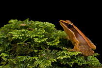 Frog, unknown species, Western Ghats, Southern India.  Out 216 amphibians found in India about half occur in the Western Ghats of which nearly 75 species are endemic.