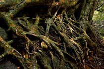 Rock / Malabar pit viper (Trimeresurus malabaricus) perfectly camouflaged in roots of a streamside tree, Western Ghats, Southern India