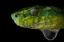 Large scaled pit viper (Trimeresurus macrolepis) head profile, water droplet below, Western Ghats, Southern India