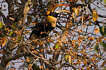 Great Indian hornbill (Buceros bicornis) male feeding on fruit of Fig tree (Ficus drupacea) Western Ghats, Southern India.