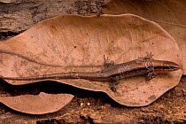 Beddome's skink (Mabuya beddomei) camouflaged on fallen leaf, Western Ghats, Southern India