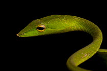 Common Vine snake (Ahaetulla nasuta) Western Ghats, Southern India