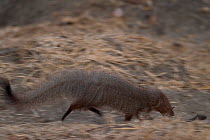 Ruddy mongoose (Herpestes smithii) running profile, Western Ghats, Southern India