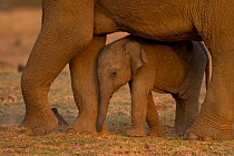 Indian elephant (Elephas maximus) calf standing under mother, Western Ghats, Southern India