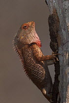 Garden lizard (Calotes versicolor) Western Ghats, Southern India