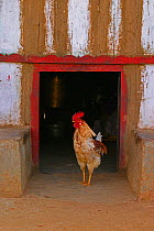 Domestic chicken coop, to  protect from wild animals, Western Ghats, Southern India