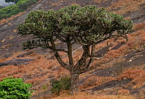 This large tree (Euphorbia santapaui) is endemic to the inhospitable slopes of the Agasthyamalais. It grows in this rocky terrain at an elevation of 1,800 metres where rain and wind are constant. West...
