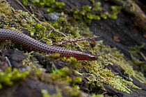 Shieldtail snake (Uropeltidae) a small burrowing snakes that live in the soil under rocks and logs and feed mainly on earthworms and insect larva. Western Ghats, Southern India