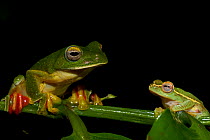 The large Malabar gliding frog (Rhacophorus malabaricus) next to  smaller  winged Gliding frog (Rhacophorus lateralis) Southern Coorg, Western Ghats, Southern India.  The winged gliding frog is highly...