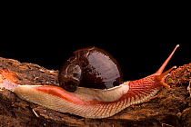 Land snail (Indrella ampulla) one of nearly 270 species of land snails found in the Western Ghats, Southern India