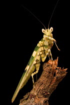 Praying mantis (Mantidae) Western Ghats, Southern India