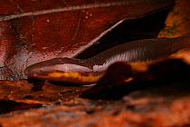 Yellow striped caecilian (Ichthyophis beddomei) one of 16 species endemic to the rainforests of the Western Ghats, Southern India
