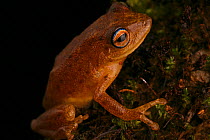 Bush frog (Philautus luteolus) Western Ghats, Southern India