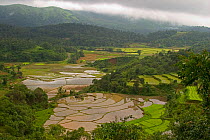 While mountain slopes are mostly used for plantations of coffee and tea, lowland areas are used to cultivate rice in paddy fields, which requires land that can retain water. Western Ghats, Karnataka,...