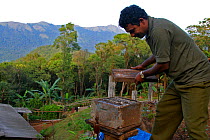 Bee keeping in Coorg / Kodagu, now famous for its rich honey, Western Ghats, Karnataka, Southern India.