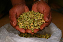Cardamom (Elettaria cardamomum) pods held in hand. Grows wild in the monsoon forests of the Western Ghats,  and cultivated for its value  in ayurvedic medicine and as a food spice. India.