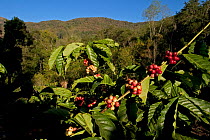 Growing shade Coffee (Coffea genus) can be more environmentally friendly than the monocultural practice of growing tea. Although the flowers last only a few days, the berries take nearly nine months t...