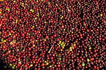 Coffee beans (Coffea genus) drying in sun, Western Ghats, Southern India